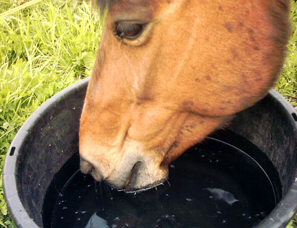 Drinking_horse