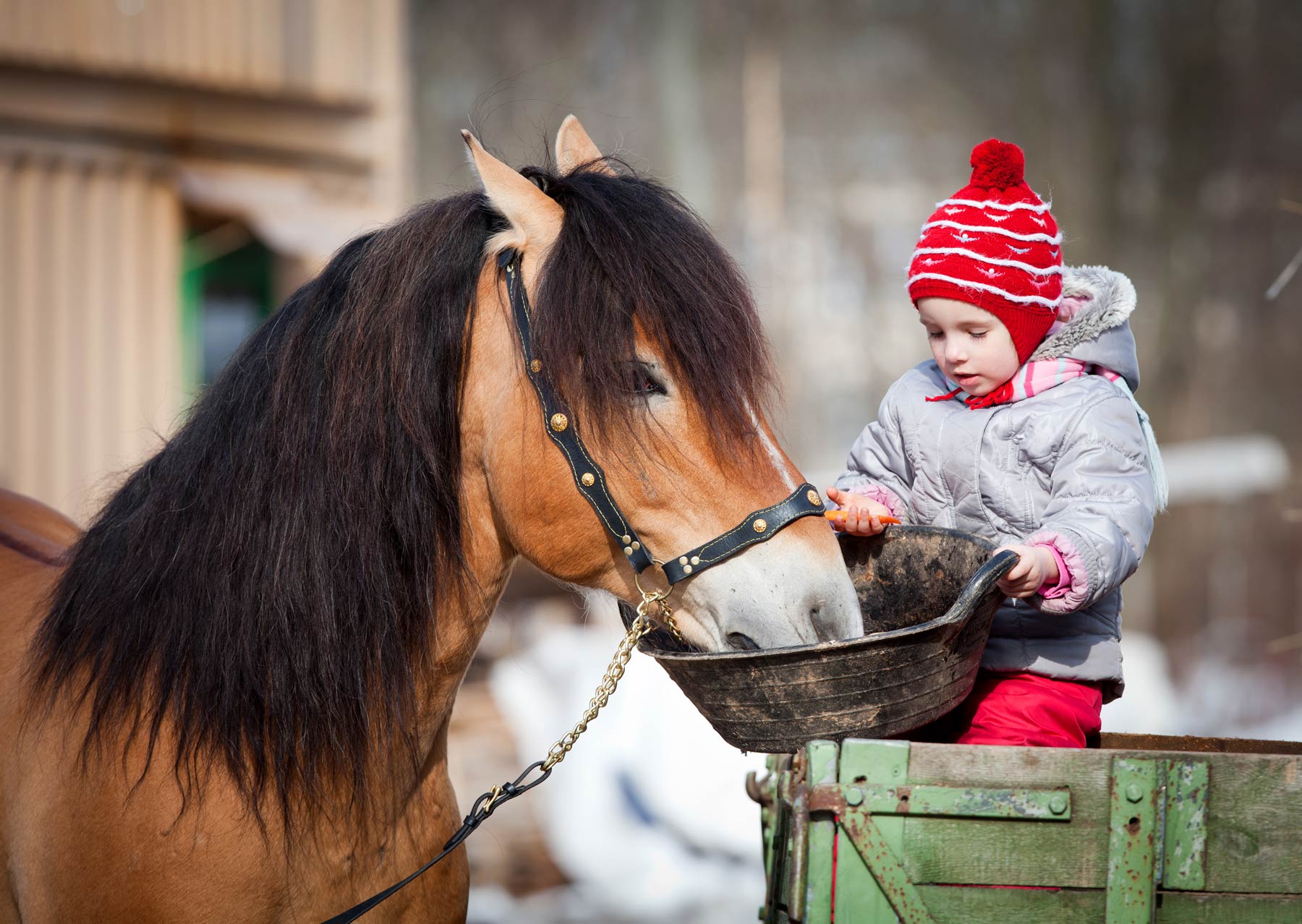 Child-feeding-horse