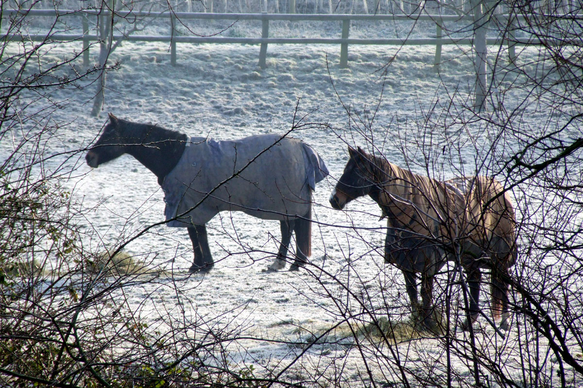 Winter-horses
