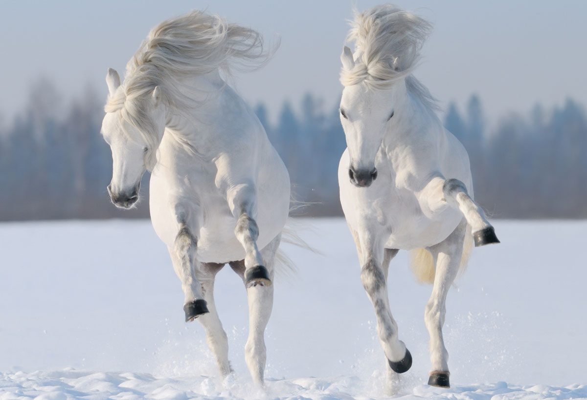 snow-horses