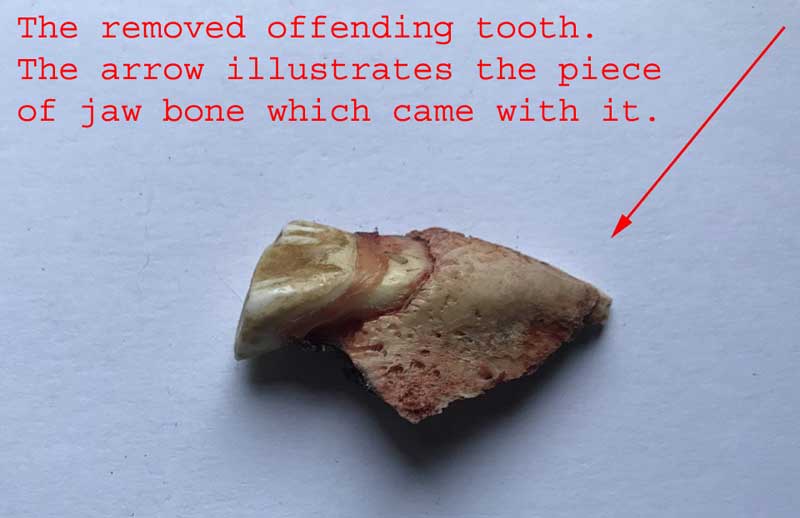 horse tooth