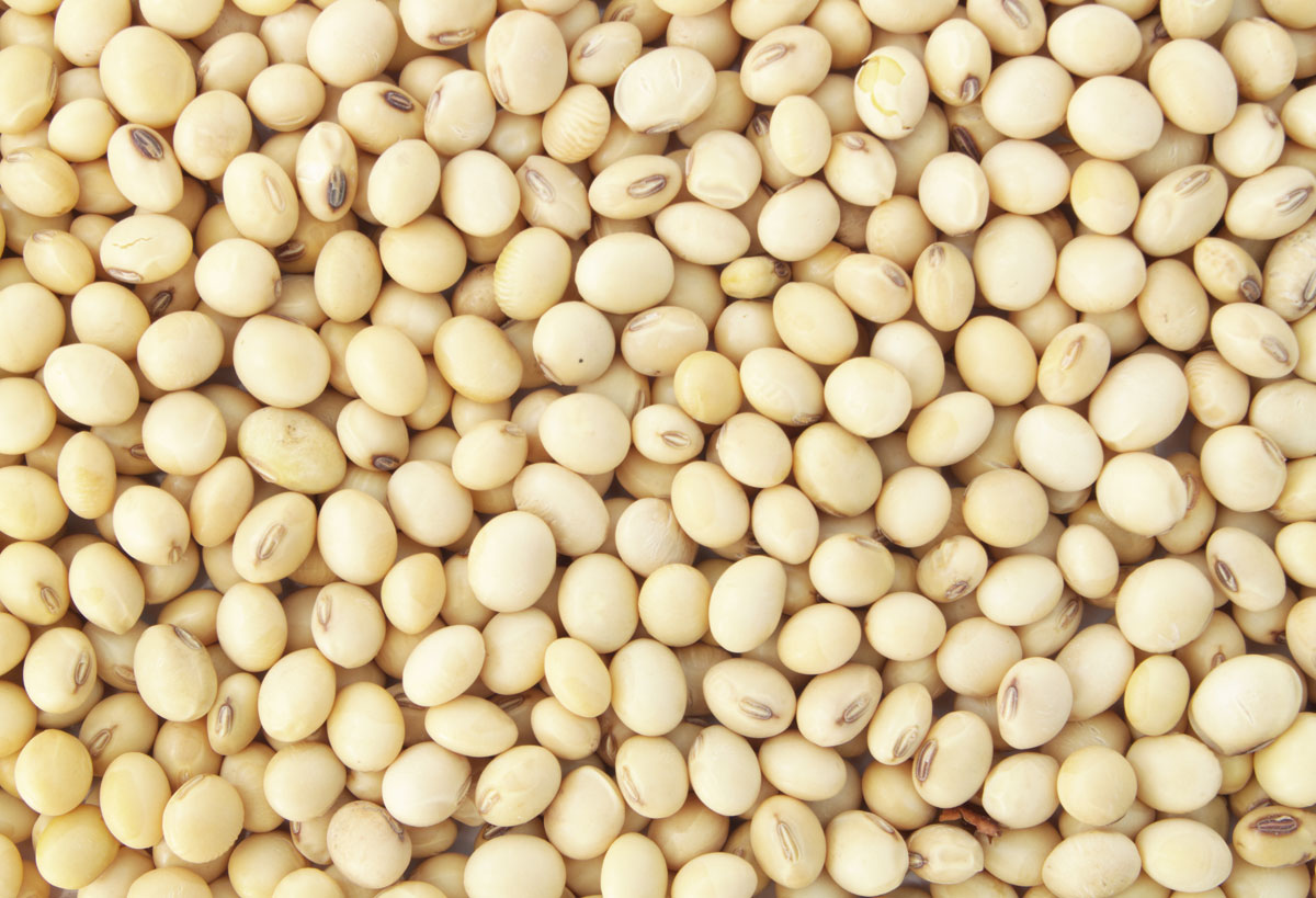 Soya-Beans