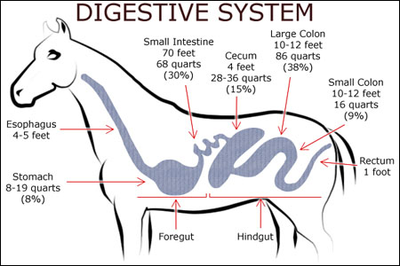 horses-Digestive-system