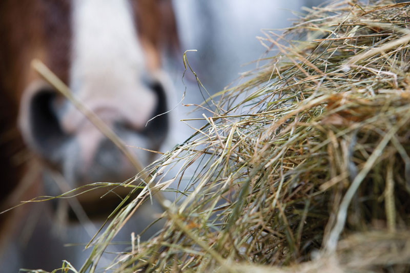 horse-hay
